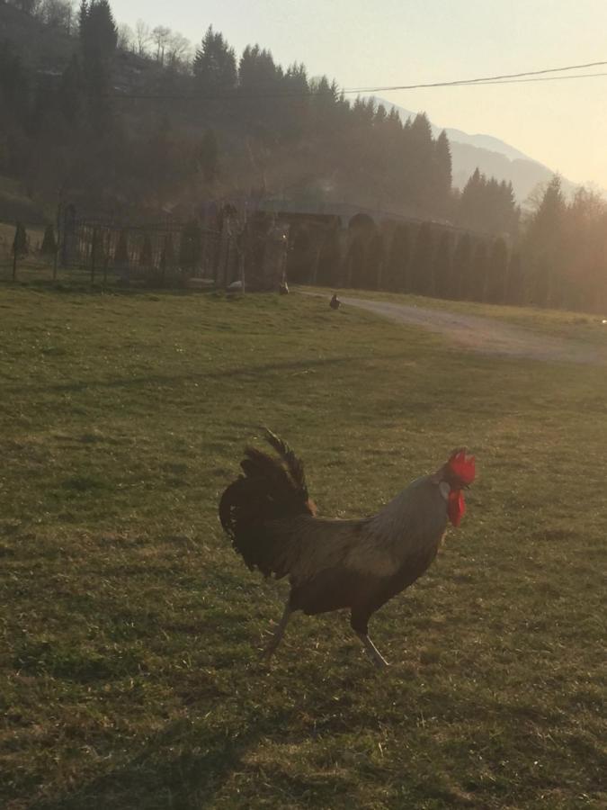 Cottage Ravna Rijeka Bijelo Polje Zewnętrze zdjęcie